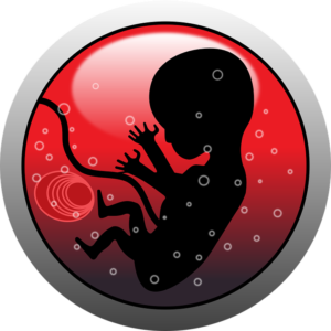 KGS-Heilpraxis C. Haaß - embryo